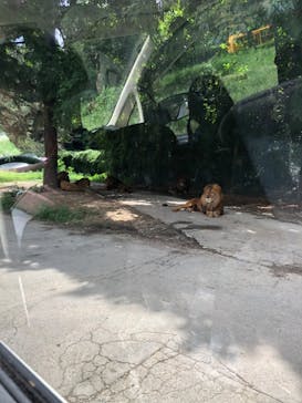 群馬サファリパークに投稿された画像（2022/8/15）