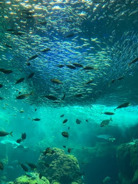 新江ノ島水族館に投稿された画像（2022/8/15）