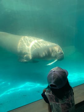大分マリーンパレス水族館 「うみたまご」に投稿された画像（2022/8/15）