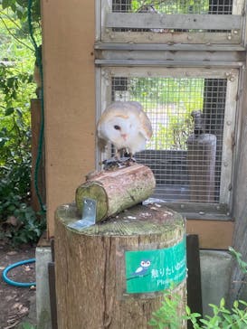 秋吉台自然動物公園 サファリランドに投稿された画像（2022/8/15）