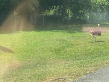 秋吉台自然動物公園 サファリランドに投稿された画像（2022/8/15）