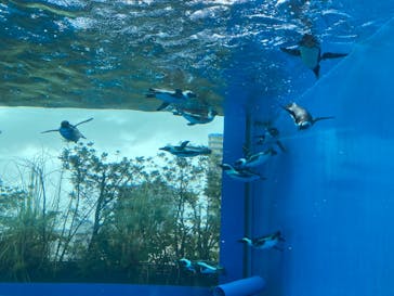 サンシャイン水族館に投稿された画像（2022/8/15）