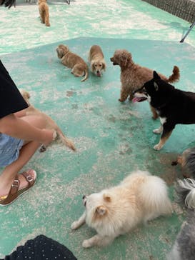 IPCわんわん動物園に投稿された画像（2022/8/15）