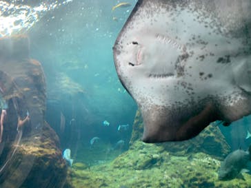 新江ノ島水族館に投稿された画像（2022/8/15）