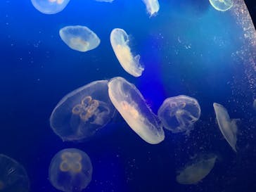 新江ノ島水族館に投稿された画像（2022/8/15）