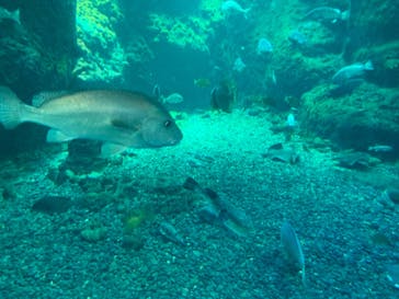 新江ノ島水族館に投稿された画像（2022/8/15）