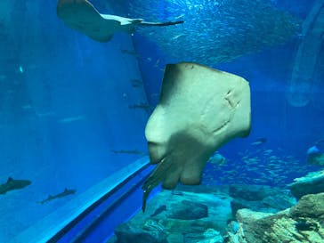 アクアワールド茨城県大洗水族館に投稿された画像（2022/8/15）