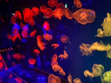 名古屋港水族館に投稿された画像（2022/8/15）