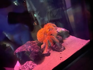 名古屋港水族館に投稿された画像（2022/8/15）