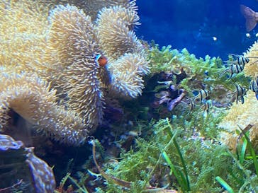 名古屋港水族館に投稿された画像（2022/8/15）