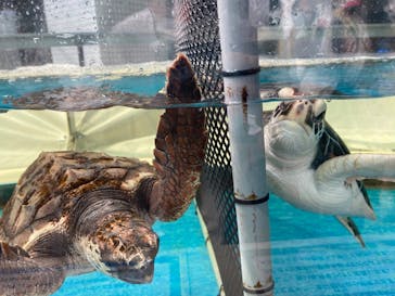 名古屋港水族館に投稿された画像（2022/8/15）