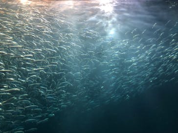 名古屋港水族館に投稿された画像（2022/8/15）