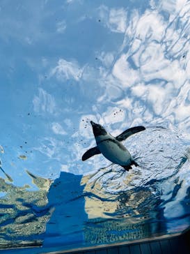 サンシャイン水族館に投稿された画像（2022/8/15）