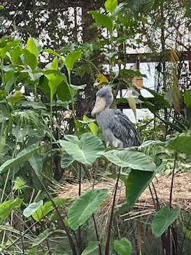 神戸どうぶつ王国に投稿された画像（2022/8/15）