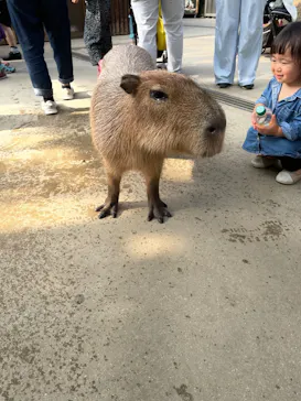 神戸どうぶつ王国に投稿された画像（2022/8/15）