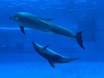 名古屋港水族館に投稿された画像（2022/8/15）