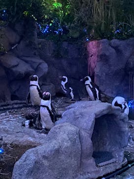 サンシャイン水族館に投稿された画像（2022/8/15）