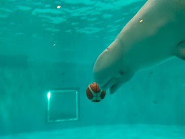 島根県立 しまね海洋館に投稿された画像（2022/8/15）