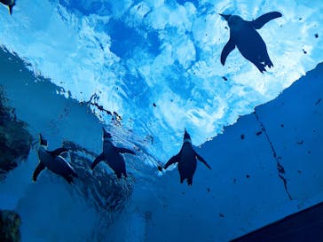 島根県立 しまね海洋館に投稿された画像（2022/8/15）