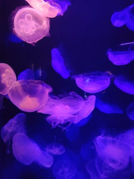 島根県立 しまね海洋館に投稿された画像（2022/8/15）