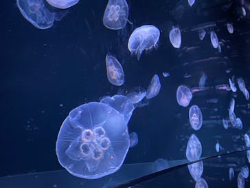 サンシャイン水族館に投稿された画像（2022/8/15）