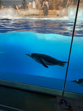 名古屋港水族館に投稿された画像（2022/8/15）