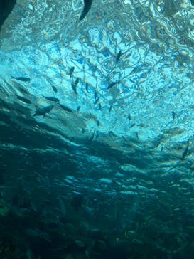 名古屋港水族館に投稿された画像（2022/8/15）