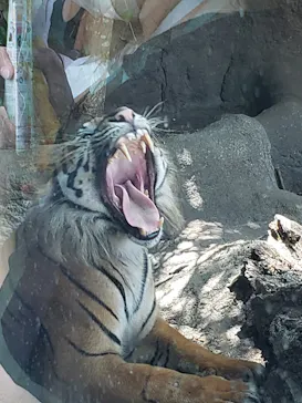 神戸どうぶつ王国に投稿された画像（2022/8/15）