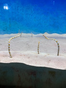 大分マリーンパレス水族館 「うみたまご」に投稿された画像（2022/8/15）