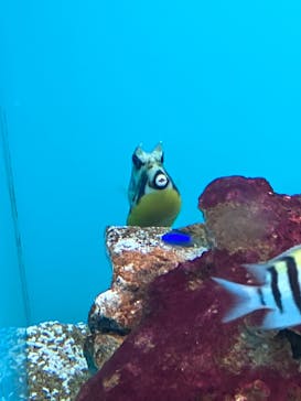 大分マリーンパレス水族館 「うみたまご」に投稿された画像（2022/8/15）