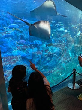 大分マリーンパレス水族館 「うみたまご」に投稿された画像（2022/8/15）