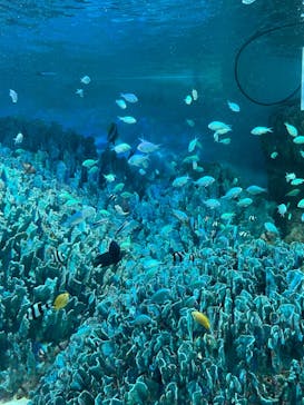 サンシャイン水族館に投稿された画像（2022/8/15）