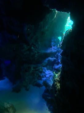 サンシャイン水族館に投稿された画像（2022/8/15）