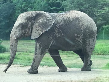 秋吉台自然動物公園 サファリランドに投稿された画像（2022/8/15）