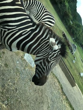 秋吉台自然動物公園 サファリランドに投稿された画像（2022/8/15）