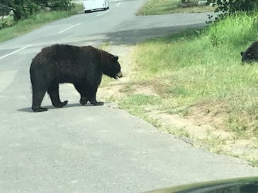 秋吉台自然動物公園 サファリランドに投稿された画像（2022/8/15）
