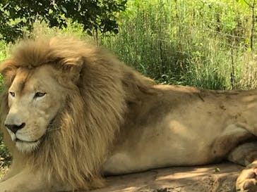 秋吉台自然動物公園 サファリランドに投稿された画像（2022/8/15）