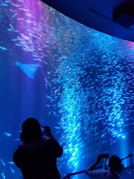 名古屋港水族館に投稿された画像（2022/8/15）