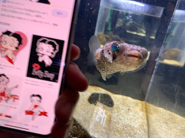 京都水族館に投稿された画像（2022/8/15）