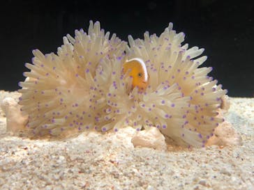 横浜開運水族館 フォーチュンアクアリウムに投稿された画像（2022/8/15）