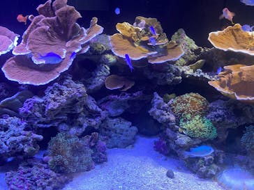 横浜開運水族館 フォーチュンアクアリウムに投稿された画像（2022/8/15）