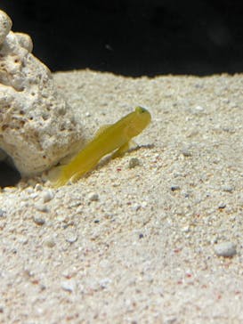 横浜開運水族館 フォーチュンアクアリウムに投稿された画像（2022/8/15）