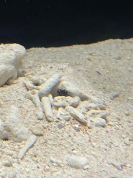 横浜開運水族館 フォーチュンアクアリウムに投稿された画像（2022/8/15）