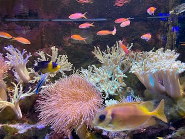 横浜開運水族館 フォーチュンアクアリウムに投稿された画像（2022/8/15）