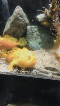 上越市立水族博物館 うみがたりに投稿された画像（2022/8/15）