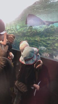 上越市立水族博物館 うみがたりに投稿された画像（2022/8/15）