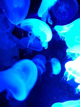 京都水族館に投稿された画像（2022/8/15）