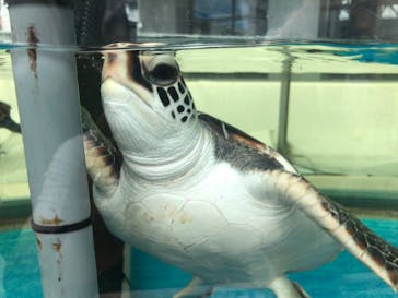 名古屋港水族館に投稿された画像（2022/8/15）