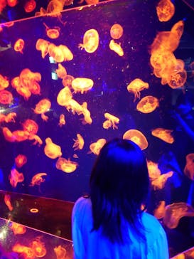 名古屋港水族館に投稿された画像（2022/8/15）