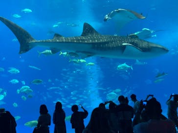 沖縄美ら海水族館に投稿された画像（2022/8/15）